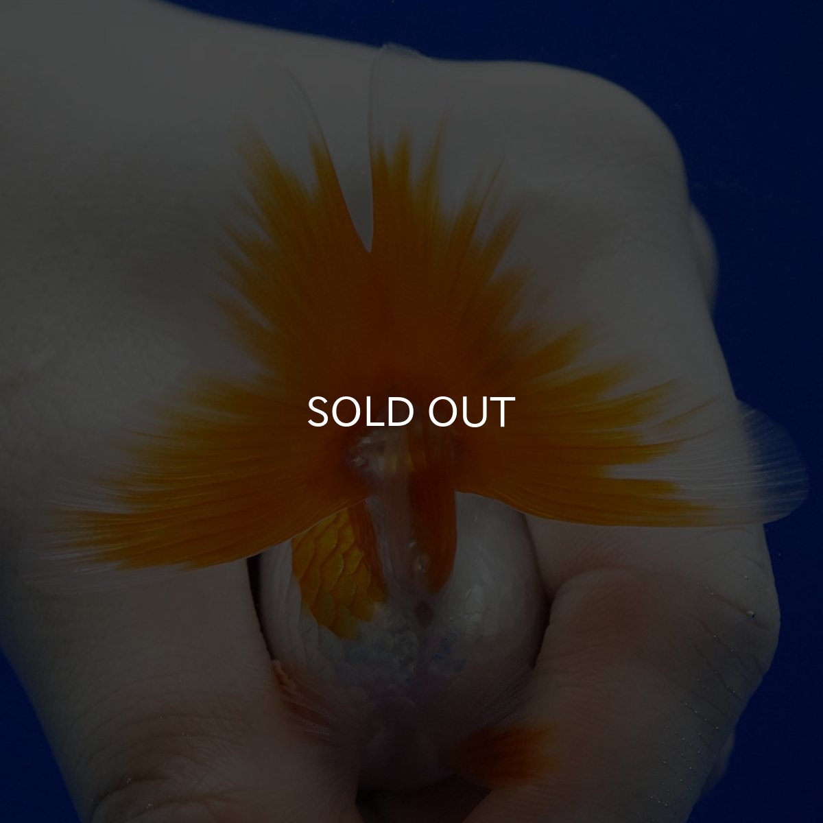 画像8: タイ産　ショートテールダルマ琉金　5cm± (8)