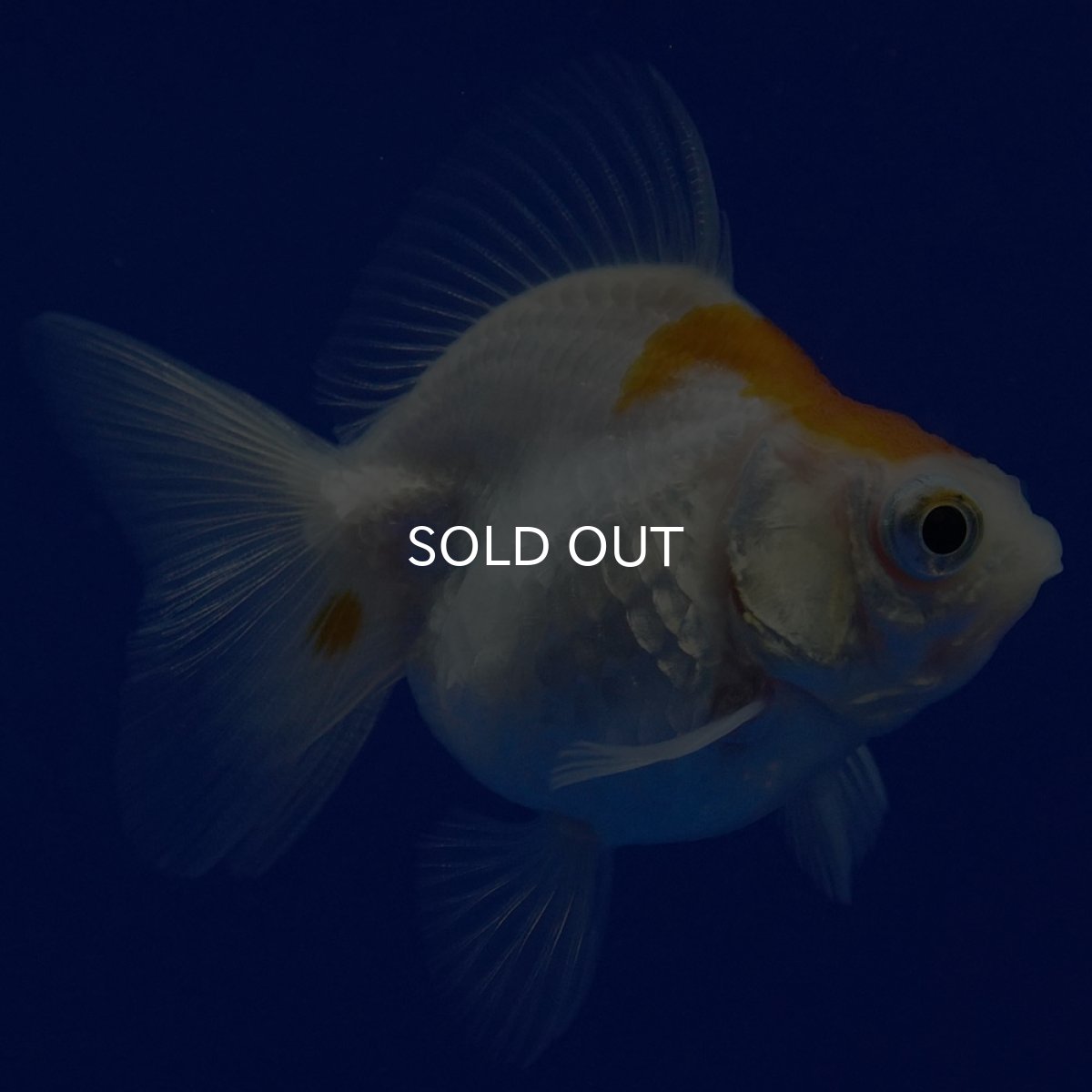 画像8: タイ産　ショートテールダルマ琉金　5cm± (8)