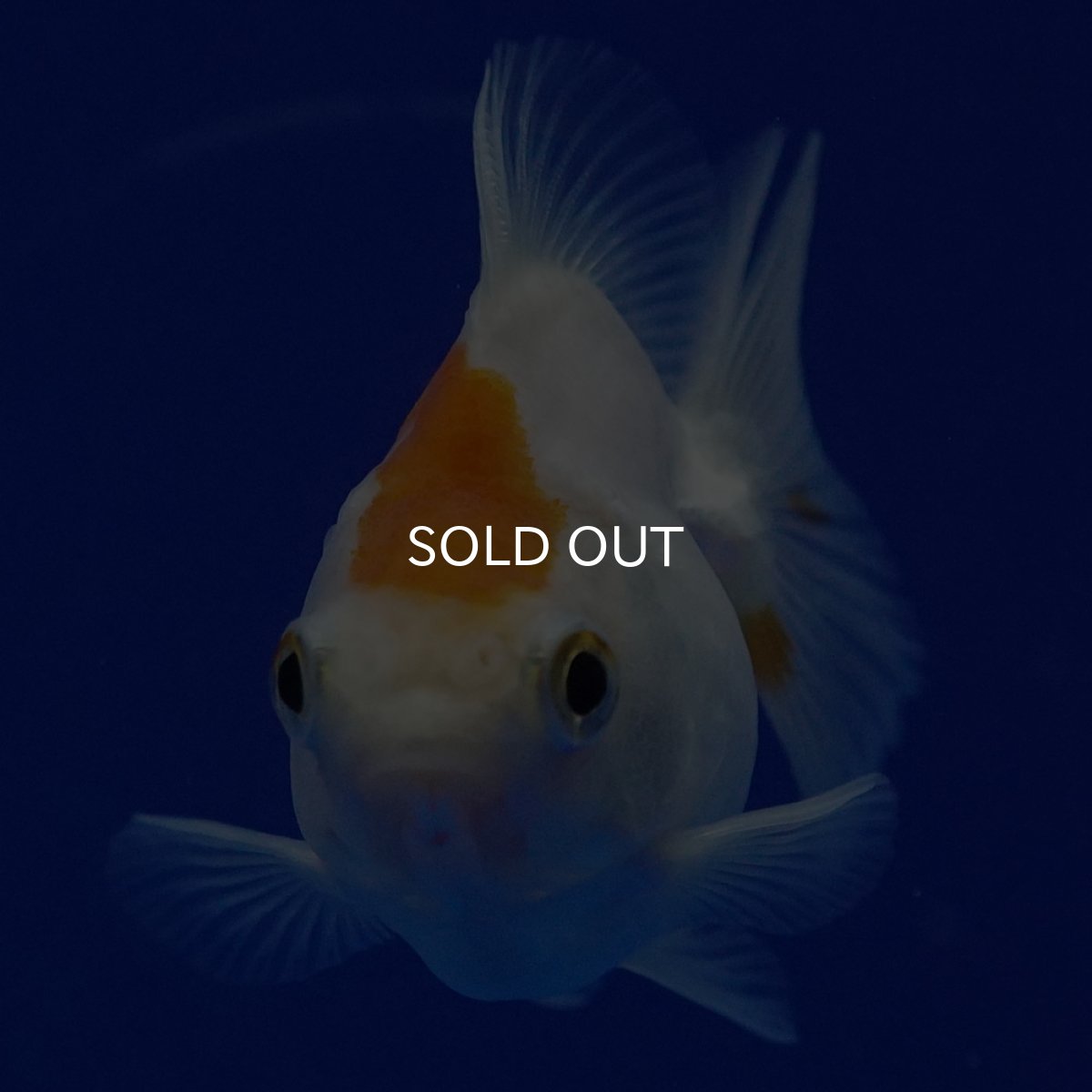 画像6: タイ産　ショートテールダルマ琉金　5cm± (6)