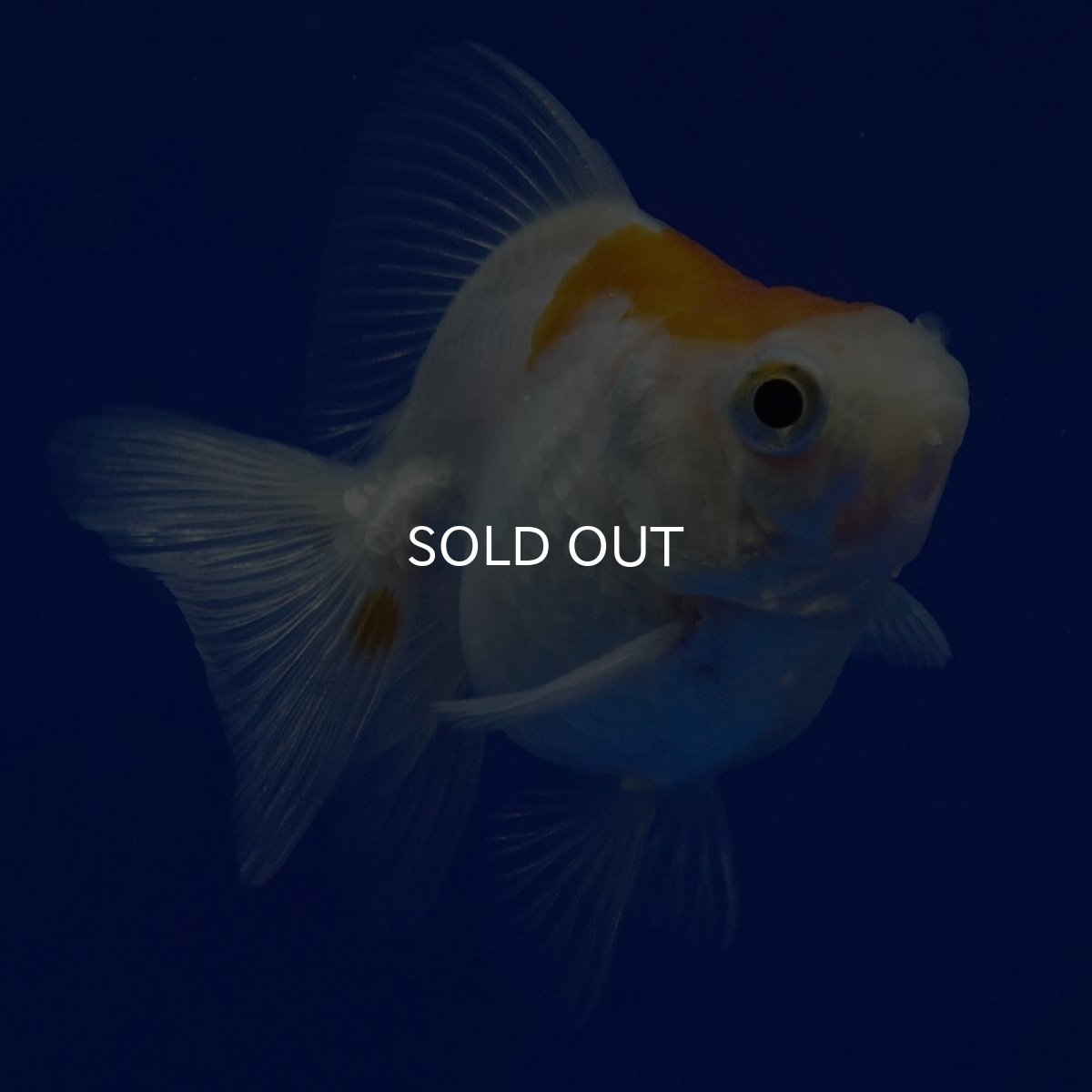 画像5: タイ産　ショートテールダルマ琉金　5cm± (5)