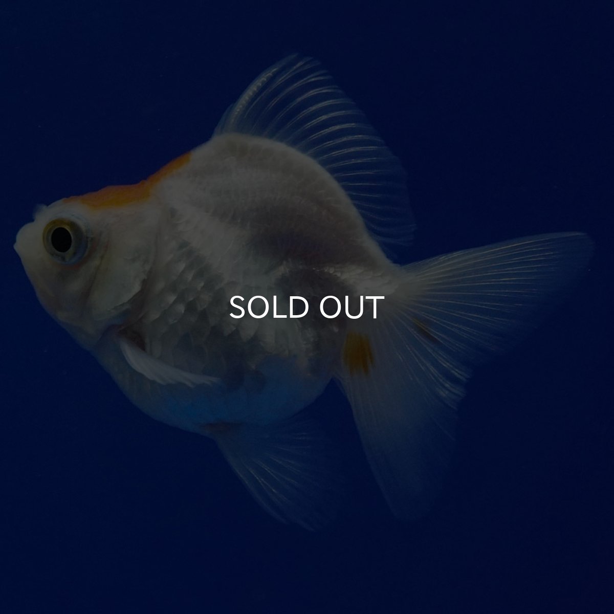 画像2: タイ産　ショートテールダルマ琉金　5cm± (2)