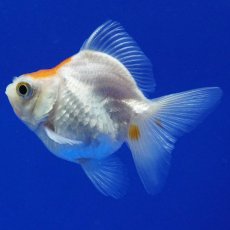 画像2: タイ産　ショートテールダルマ琉金　5cm± (2)
