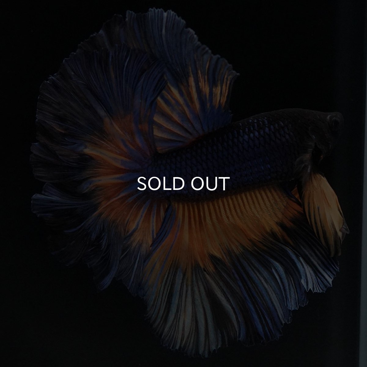 画像2: OHM マスタードガス ローズテール (2)