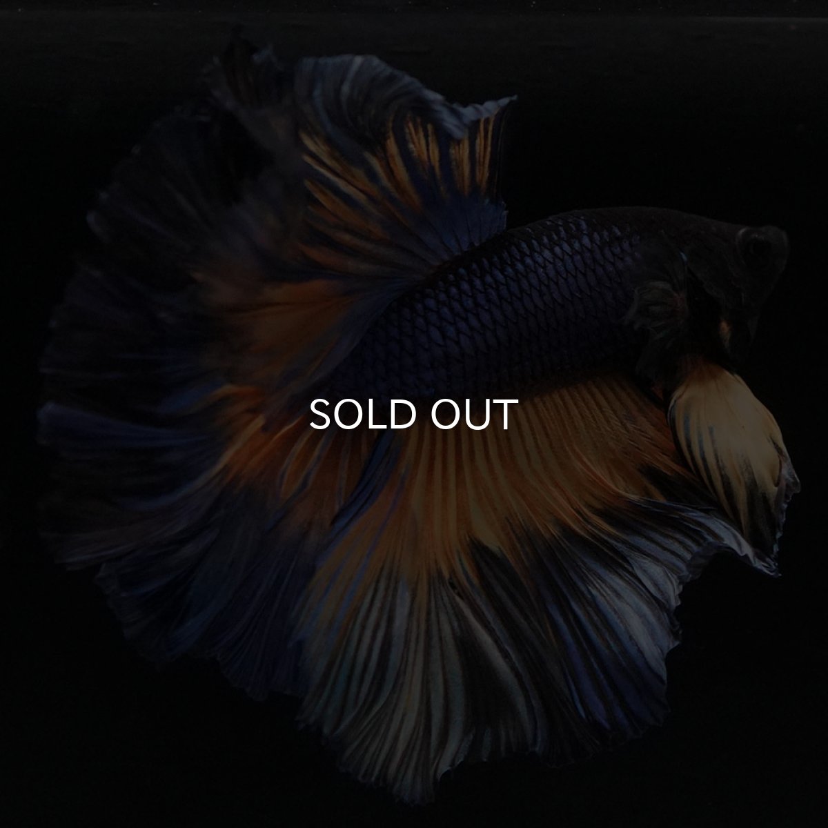 画像4: OHM マスタードガス ローズテール (4)