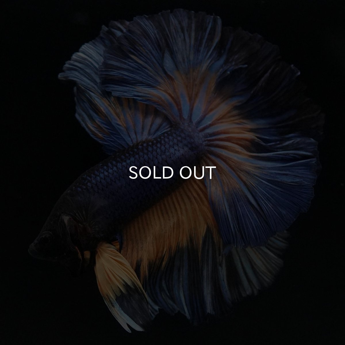 画像9: OHM マスタードガス ローズテール (9)