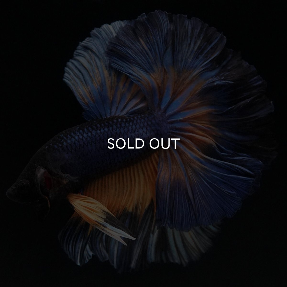 画像3: OHM マスタードガス ローズテール (3)