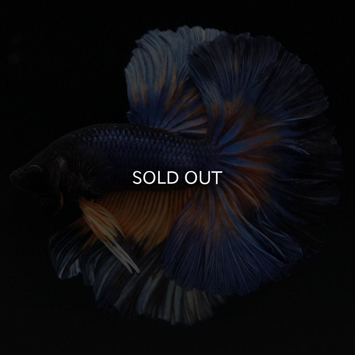 画像5: OHM マスタードガス ローズテール (5)