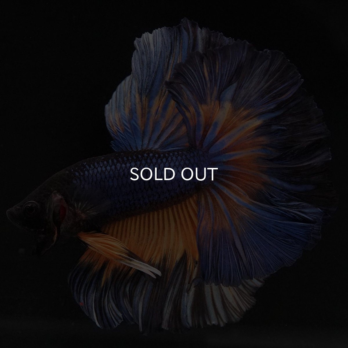 画像7: OHM マスタードガス ローズテール (7)