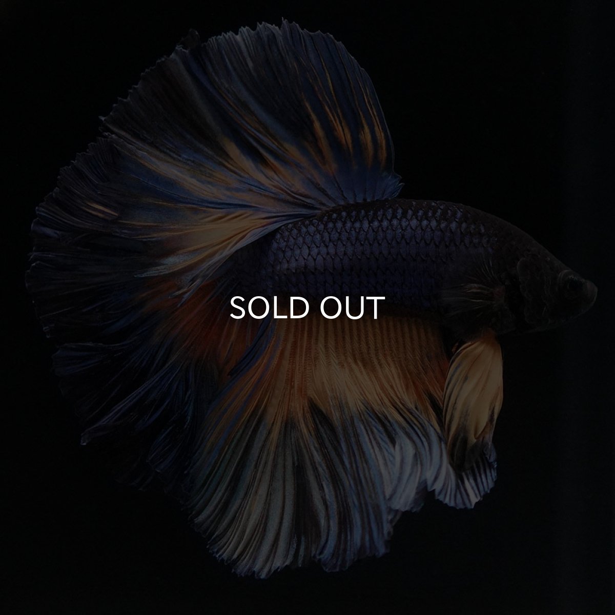 画像6: OHM マスタードガス ローズテール (6)