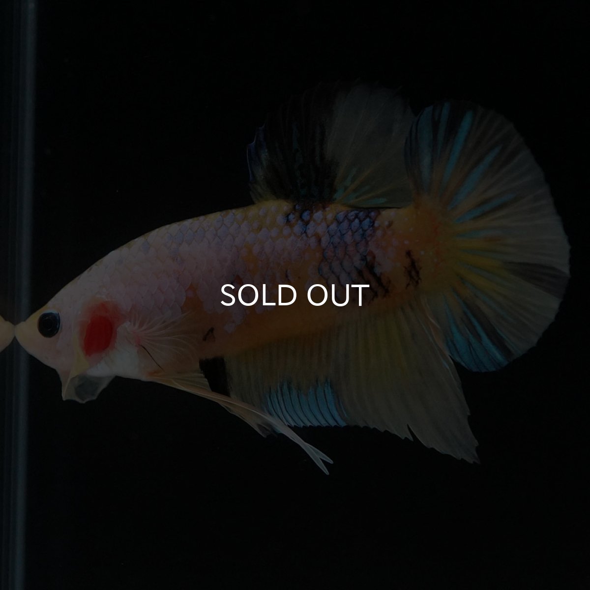 画像4: HMPK イエローファンシー (4)