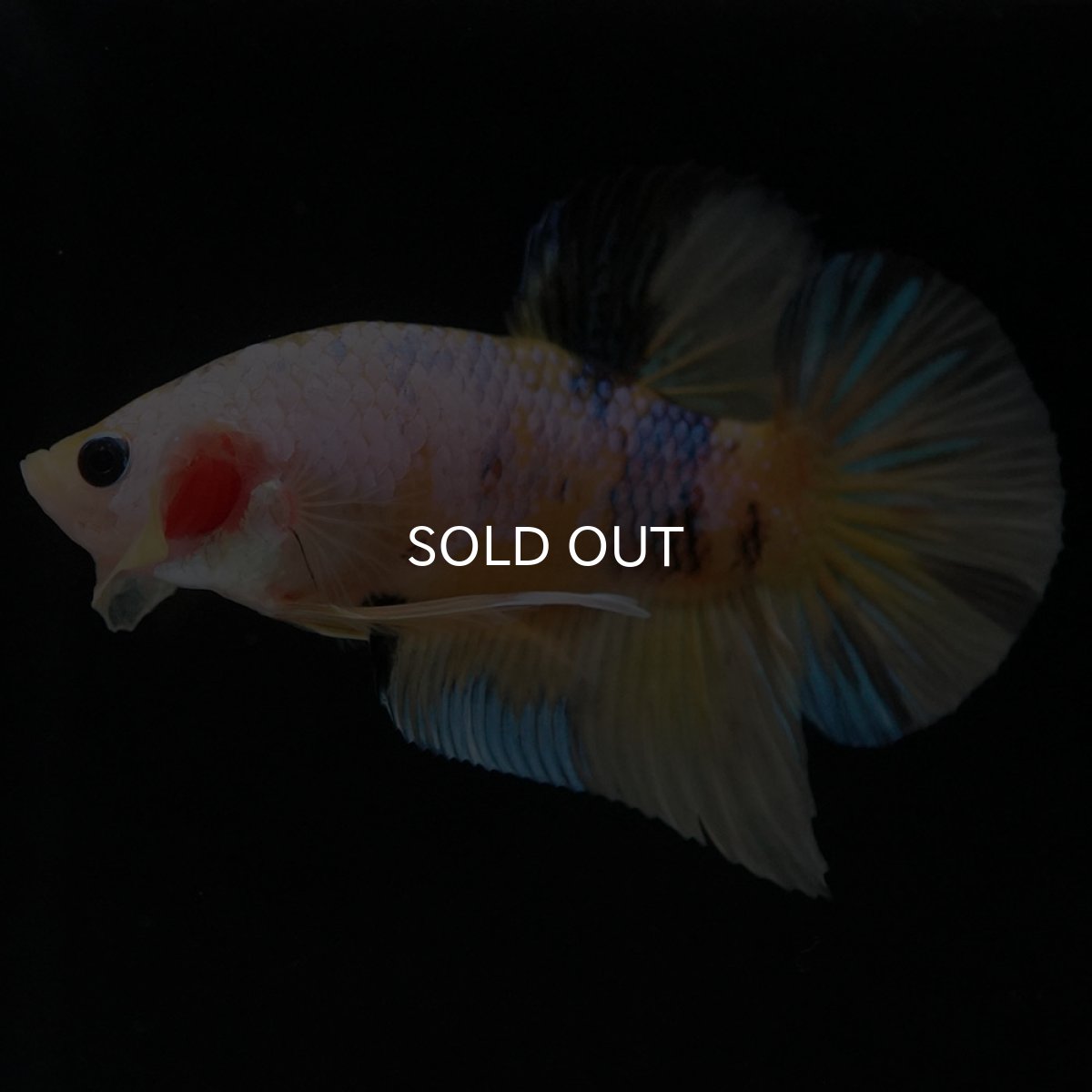 画像2: HMPK イエローファンシー (2)