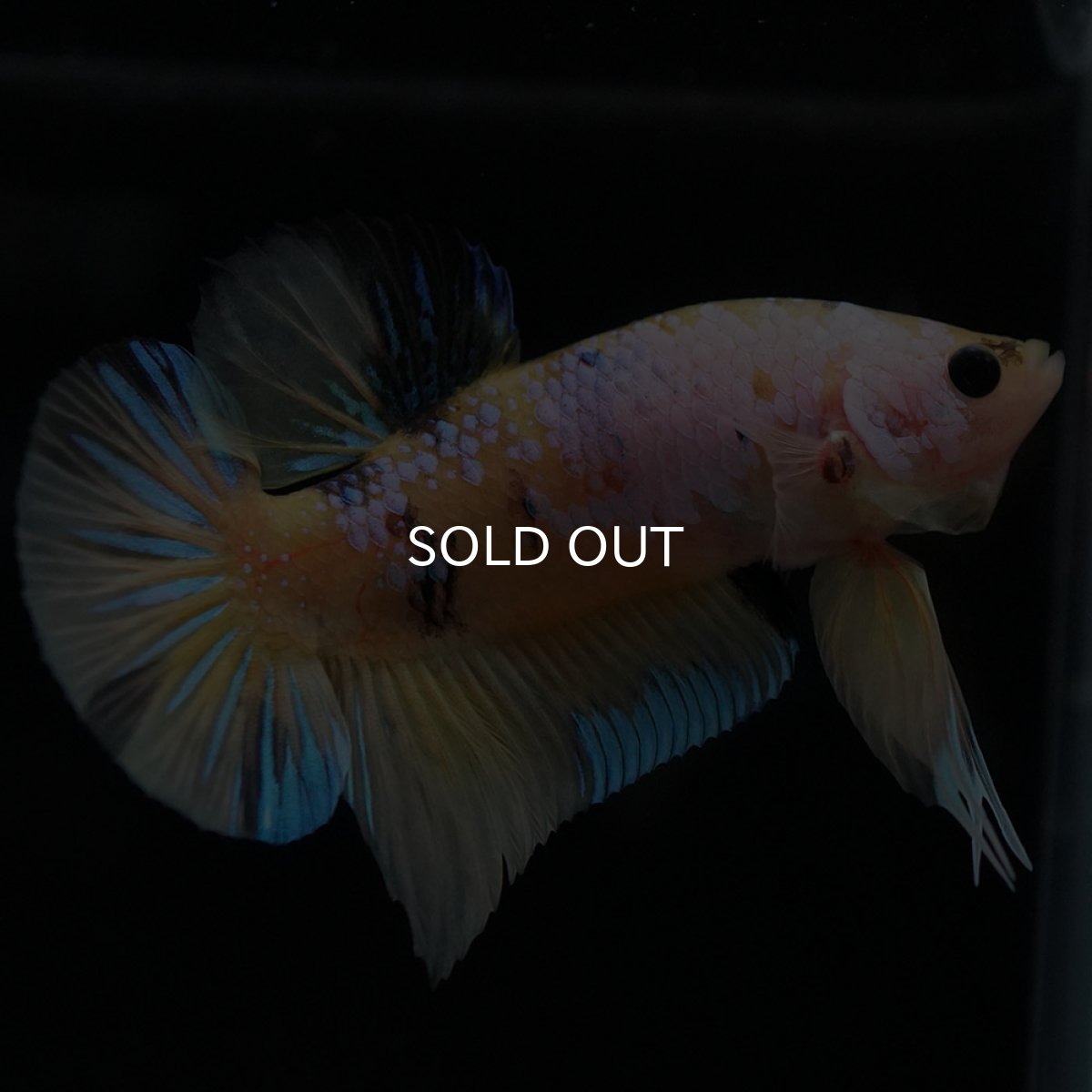 画像3: HMPK イエローファンシー (3)