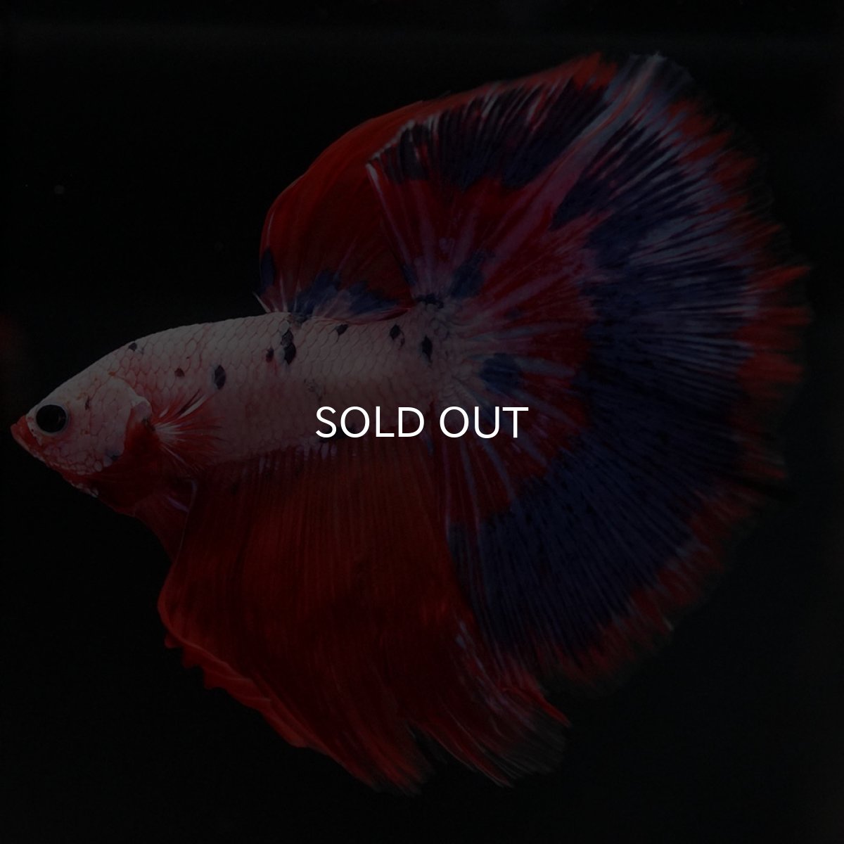 画像7: HM ファンシーレッド (7)