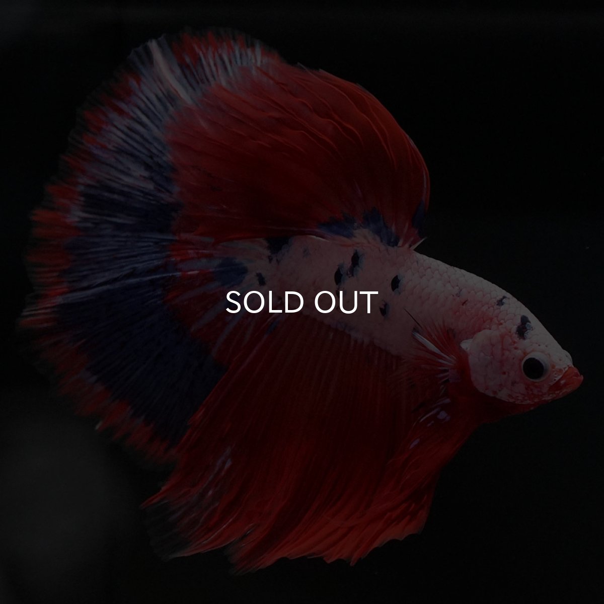 画像5: HM ファンシーレッド (5)