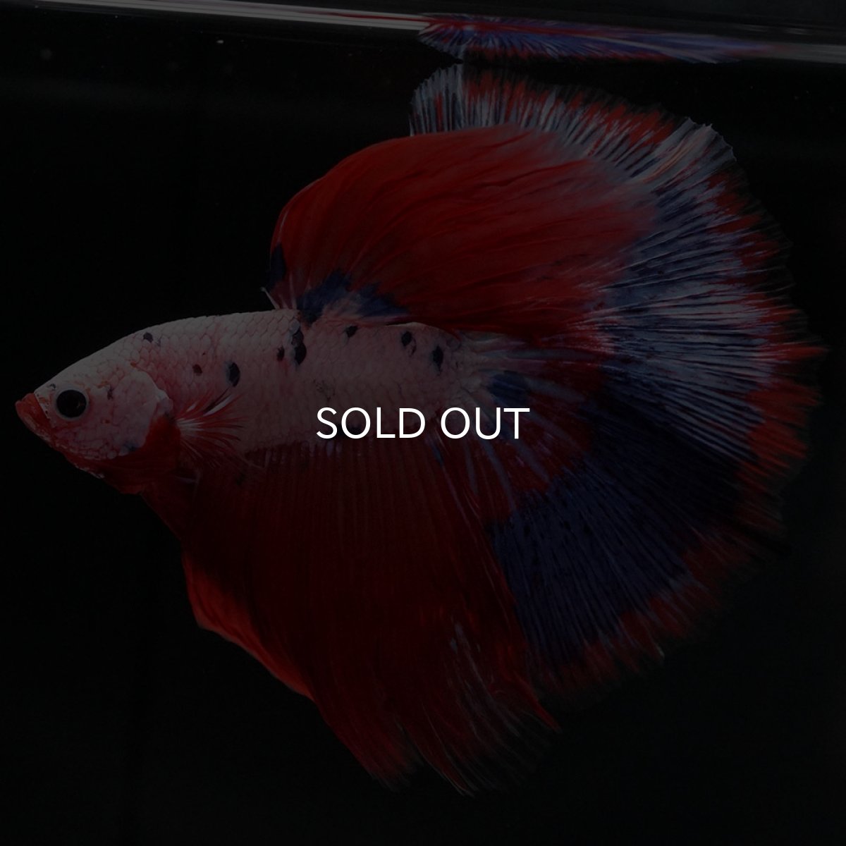 画像6: HM ファンシーレッド (6)