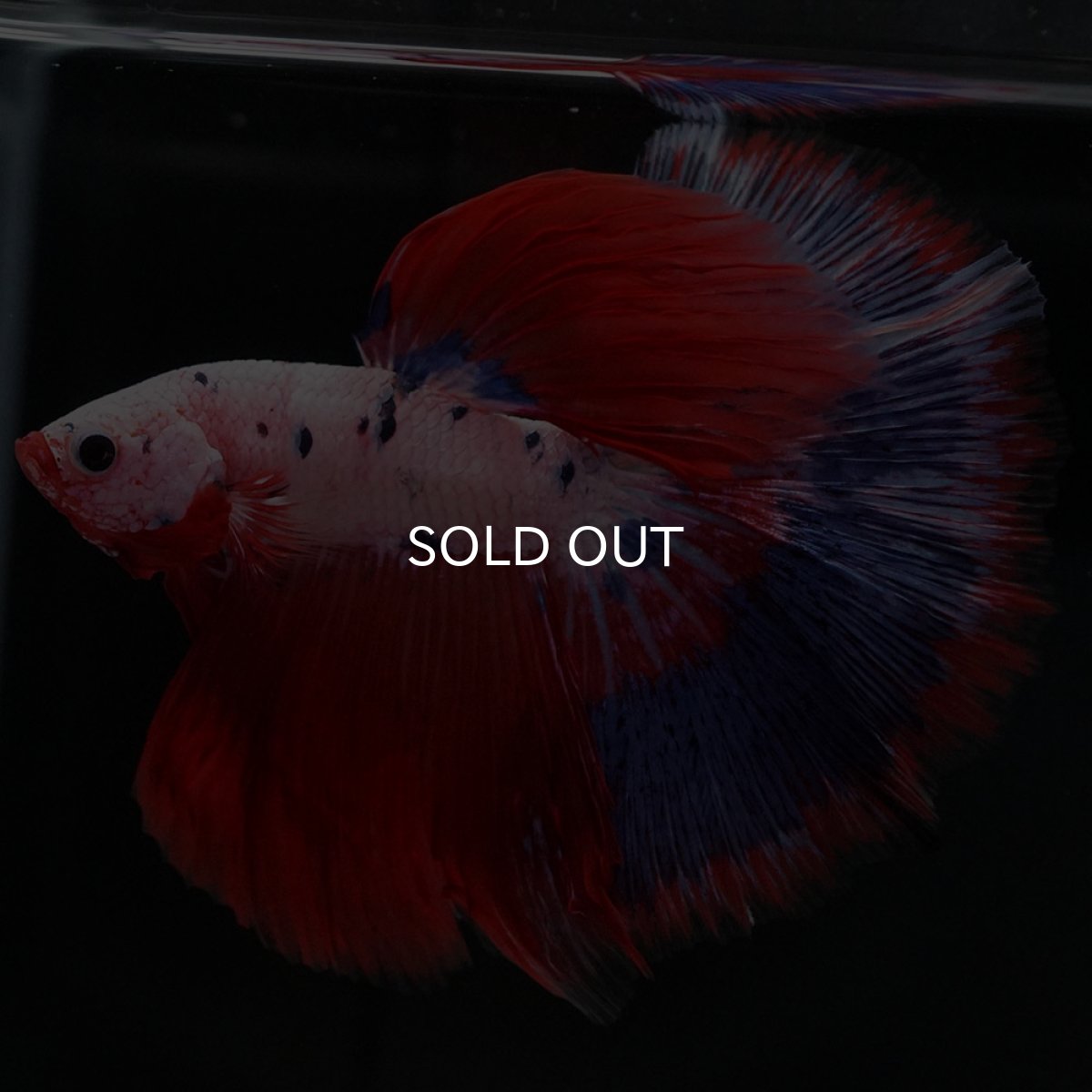 画像4: HM ファンシーレッド (4)