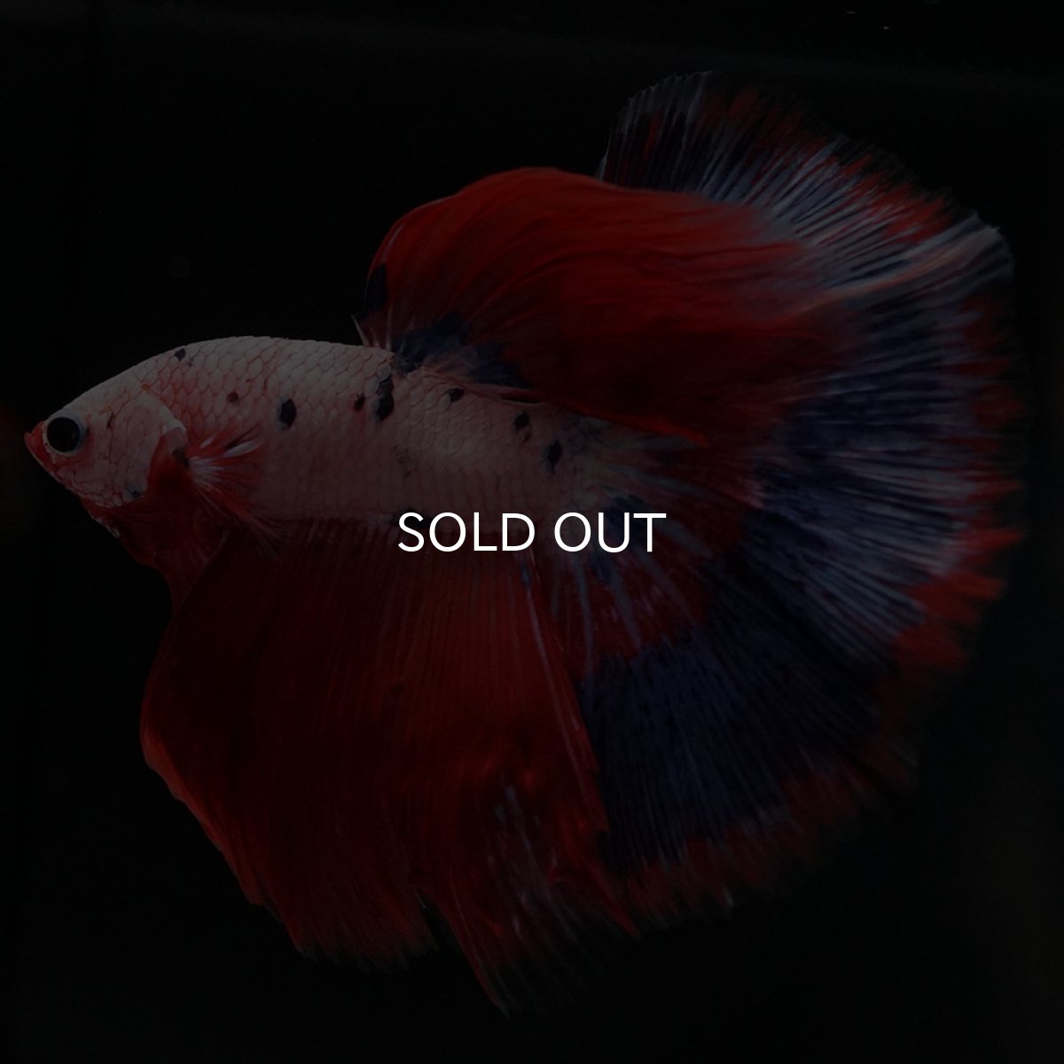 画像2: HM ファンシーレッド (2)