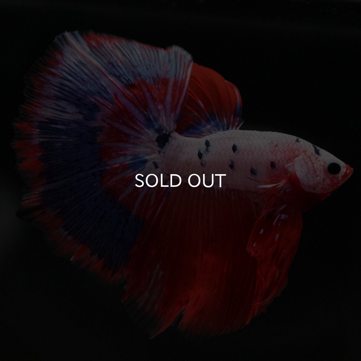 画像3: HM ファンシーレッド (3)