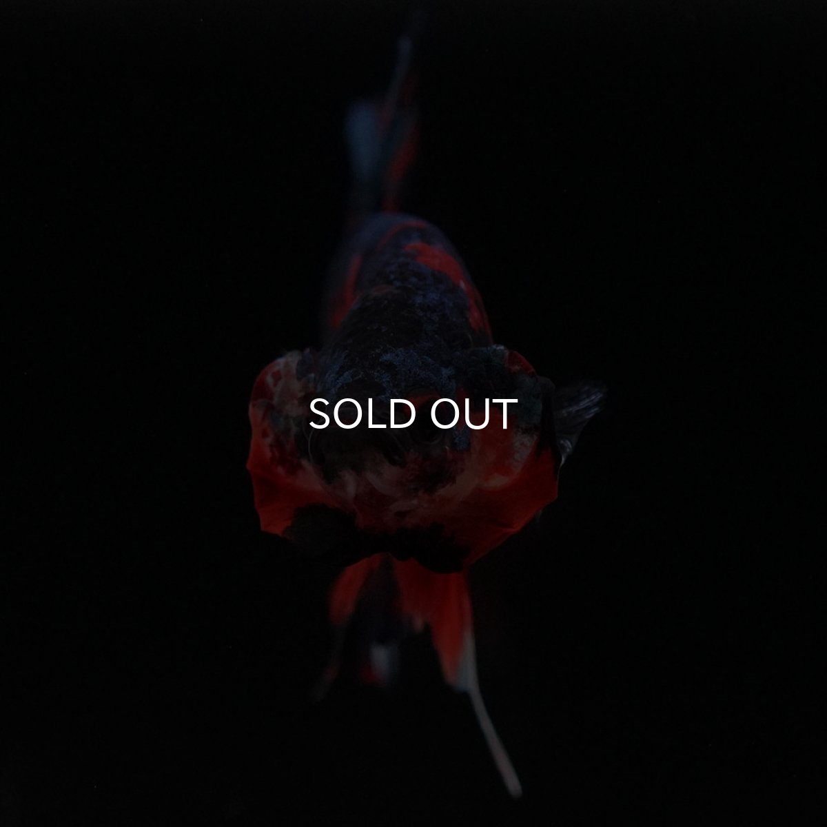 画像3: HMPK キャンディ (3)