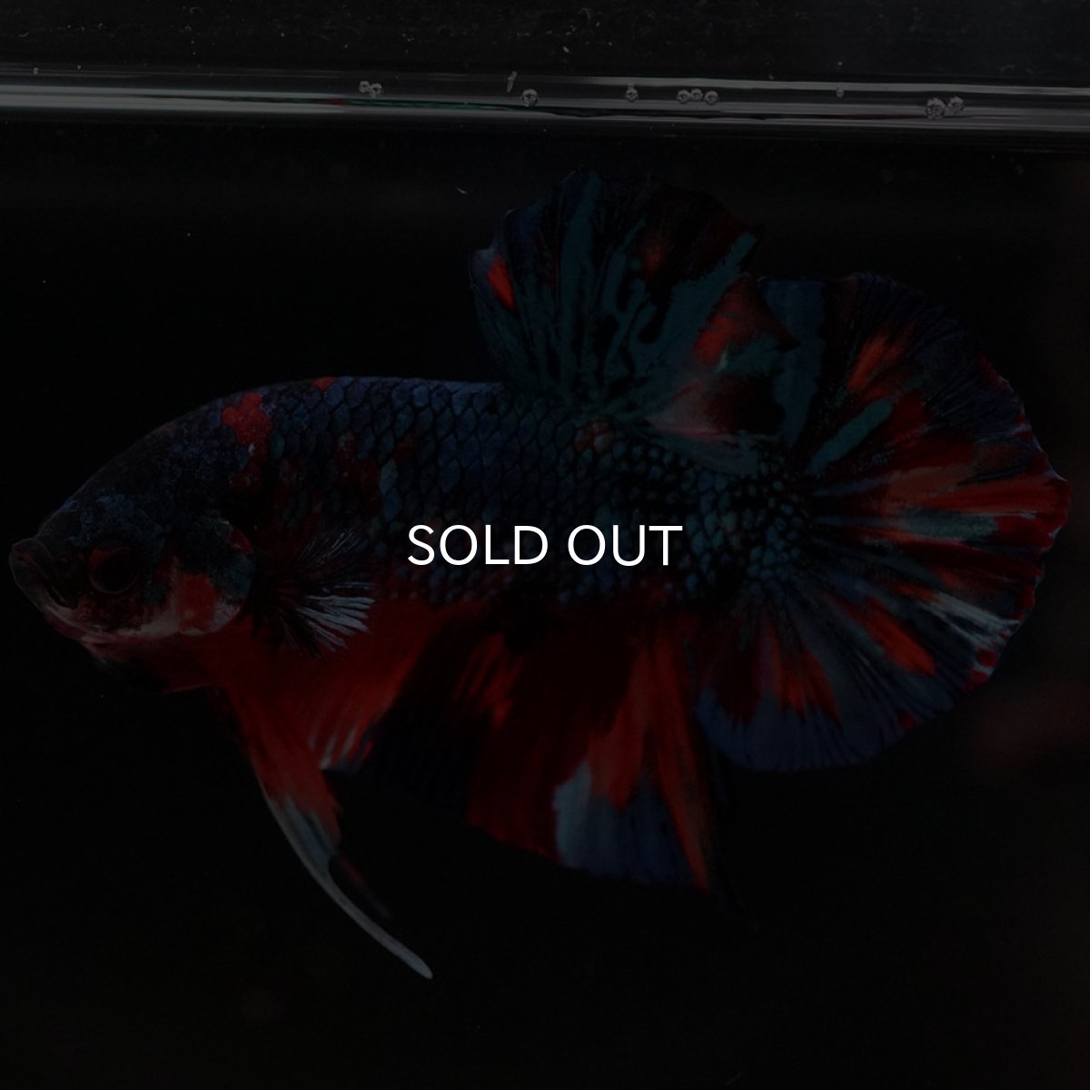 画像7: HMPK キャンディ (7)