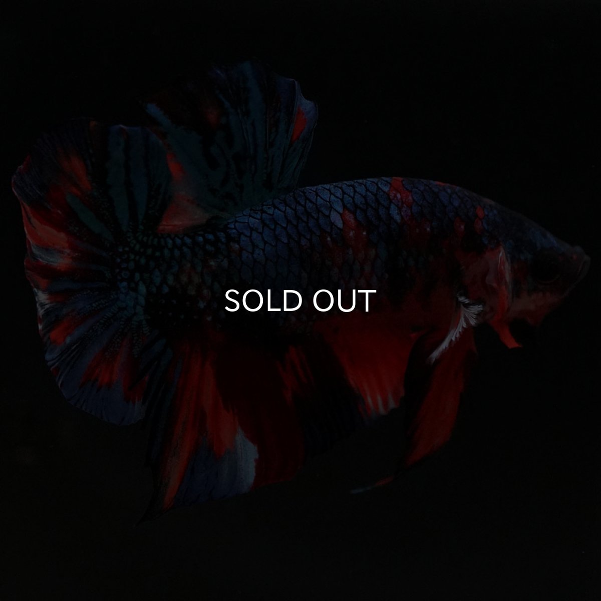 画像10: HMPK キャンディ (10)