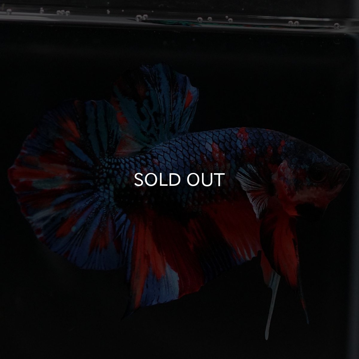 画像4: HMPK キャンディ (4)