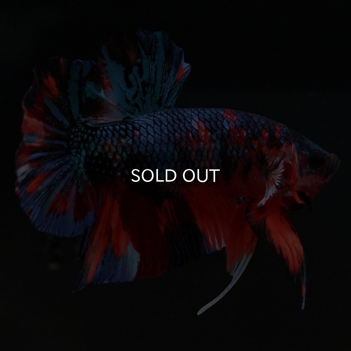 画像9: HMPK キャンディ (9)