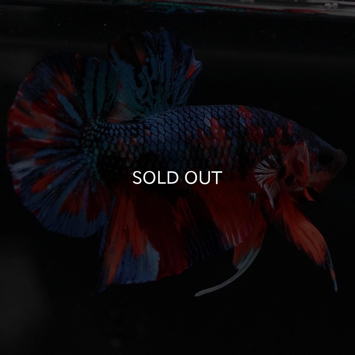 画像6: HMPK キャンディ (6)