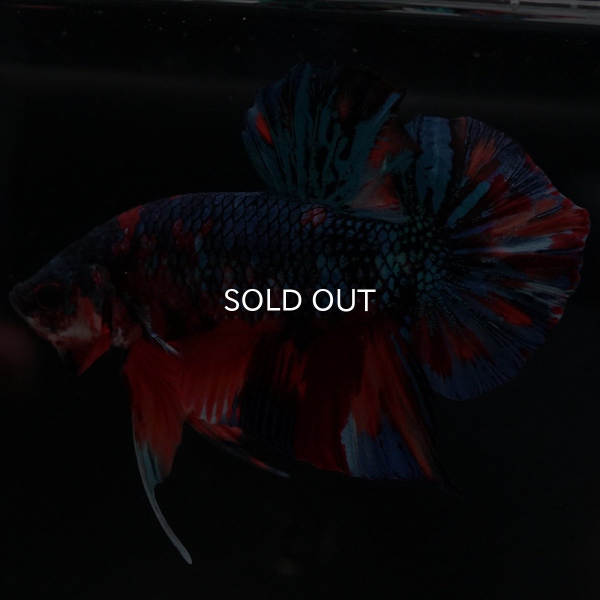 画像5: HMPK キャンディ (5)