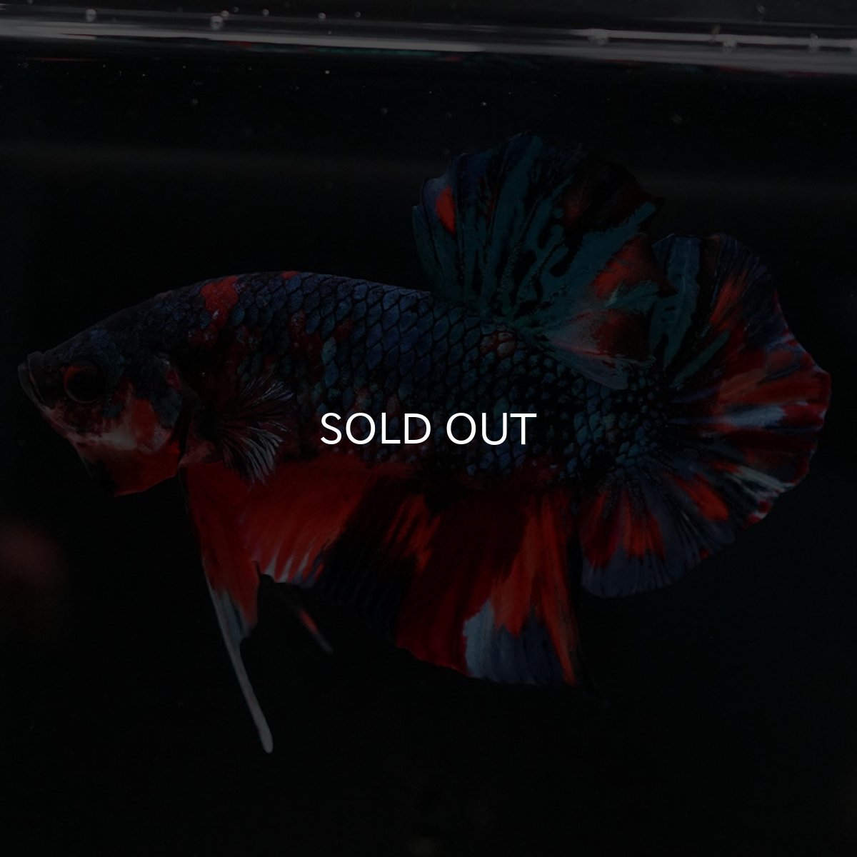 画像2: HMPK キャンディ (2)