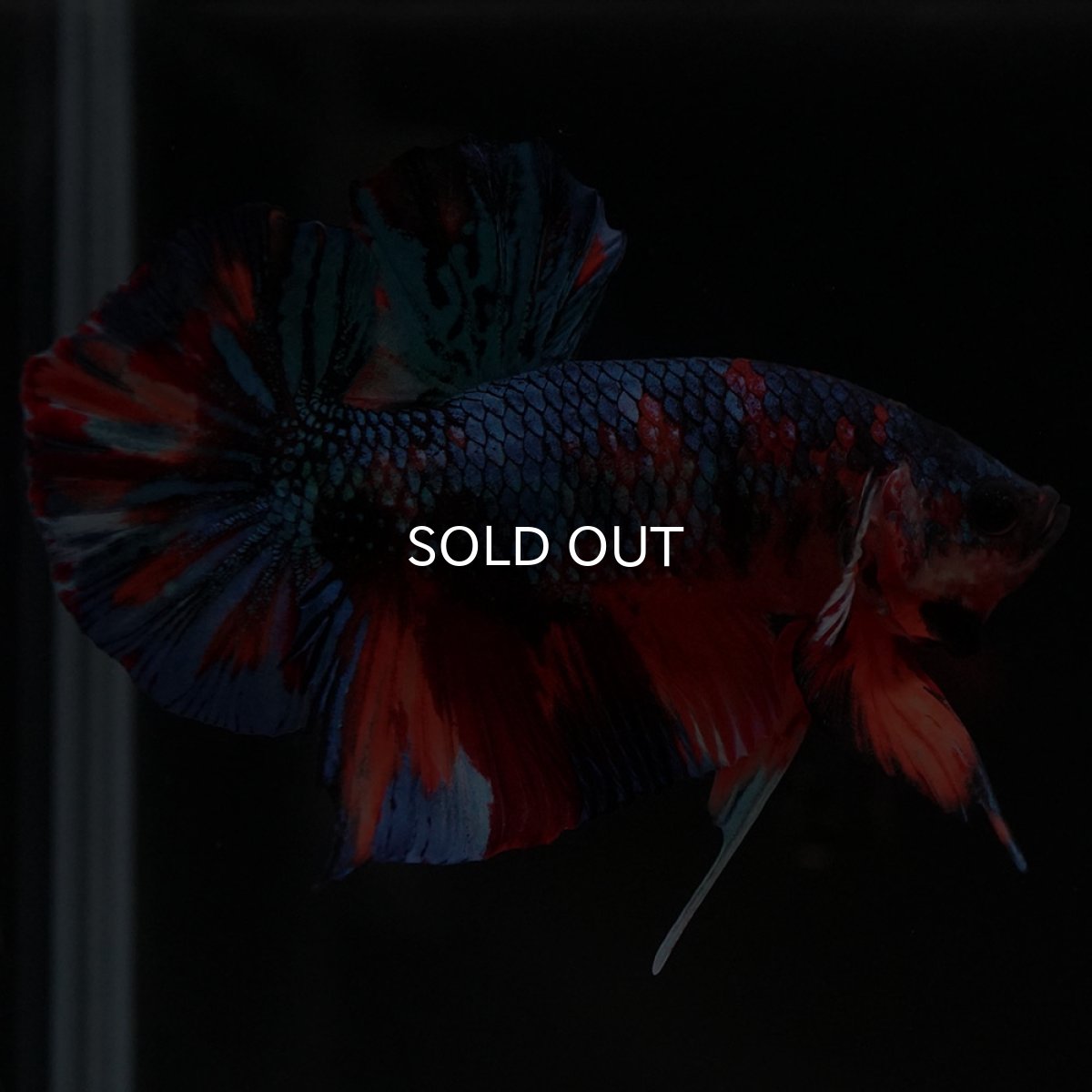 画像8: HMPK キャンディ (8)