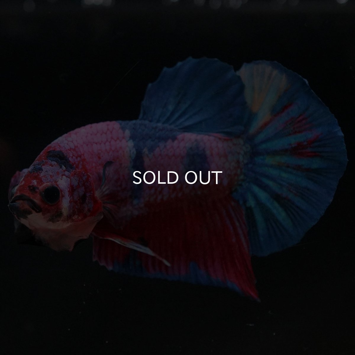 画像7: HMPK　キャンディ (7)