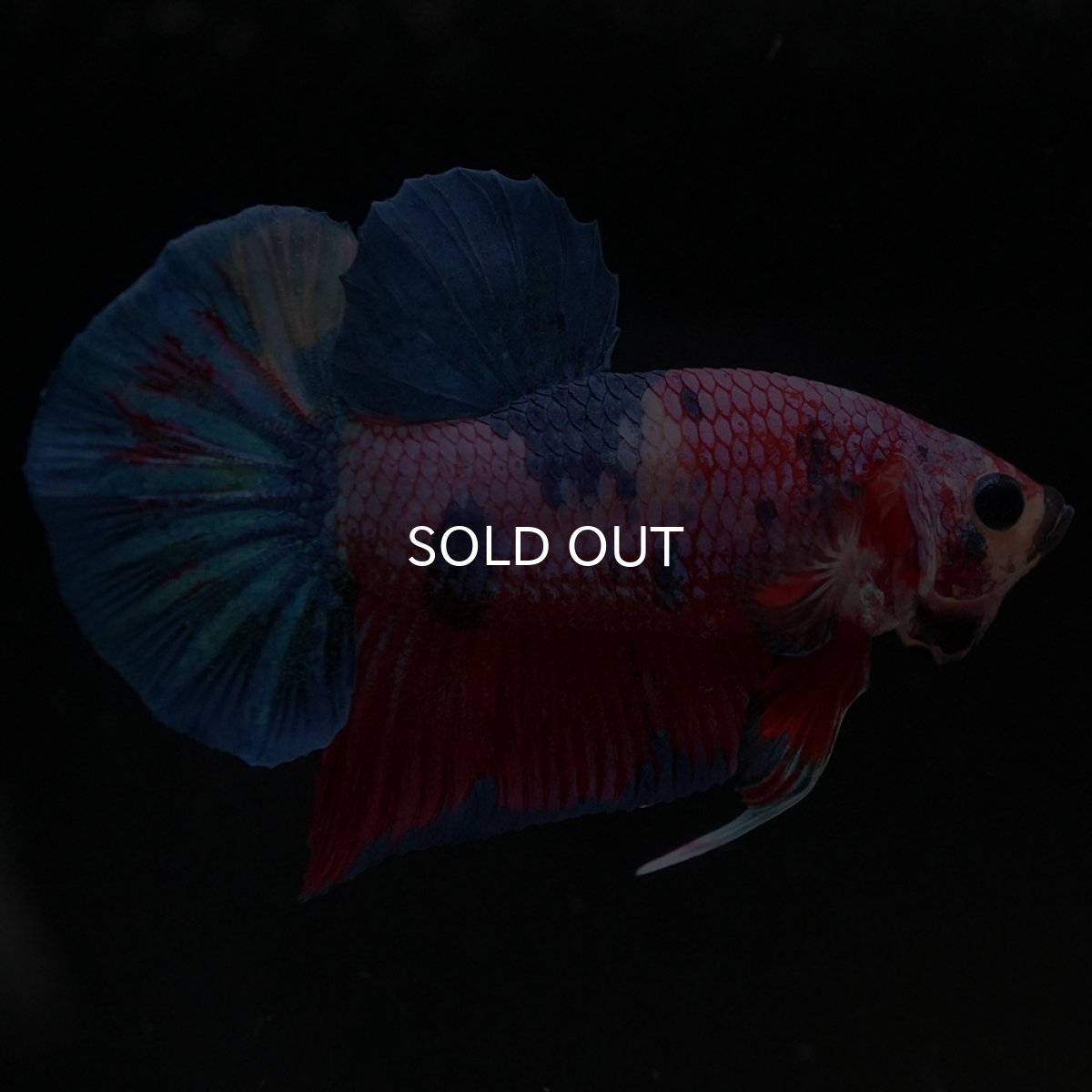 画像4: HMPK　キャンディ (4)