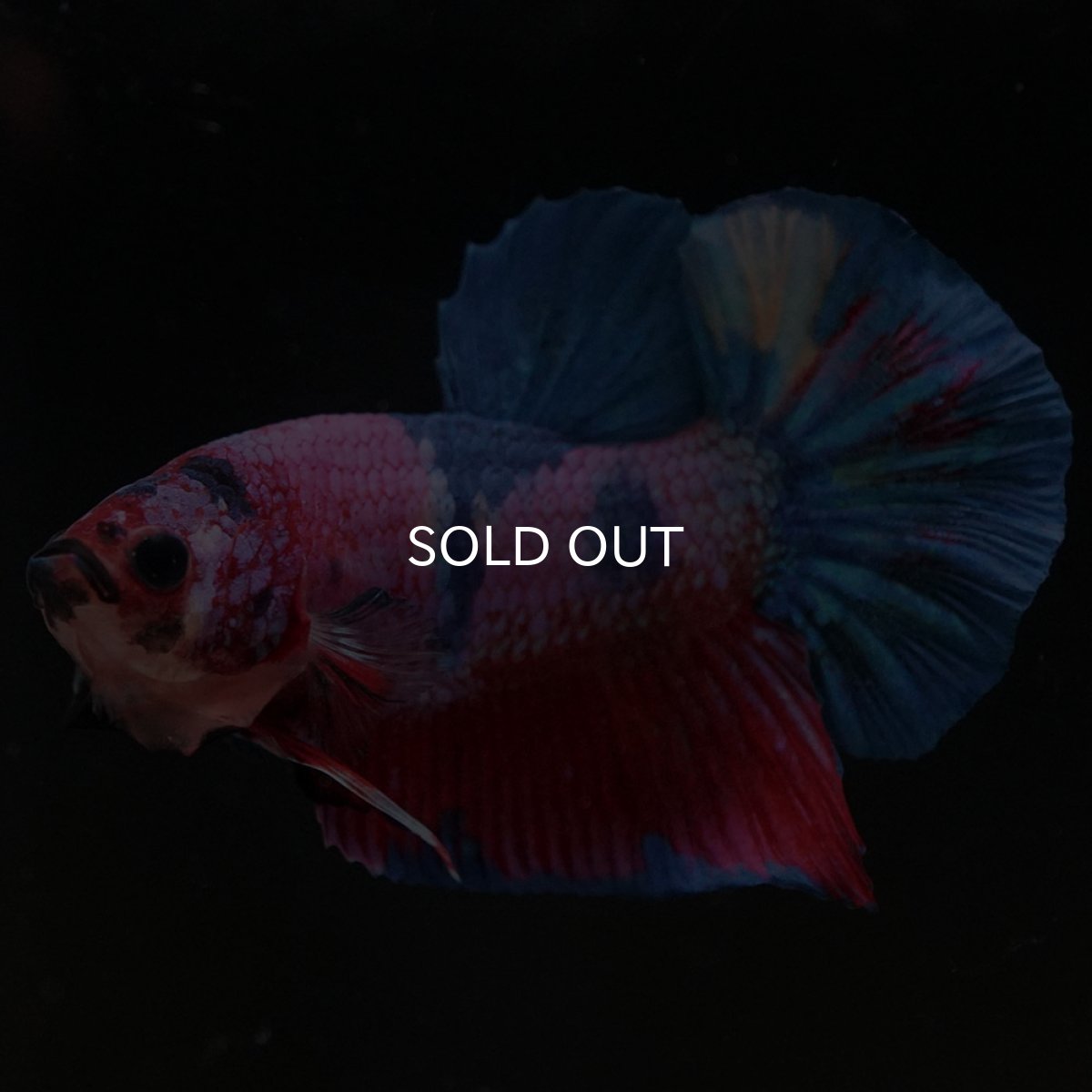 画像2: HMPK　キャンディ (2)