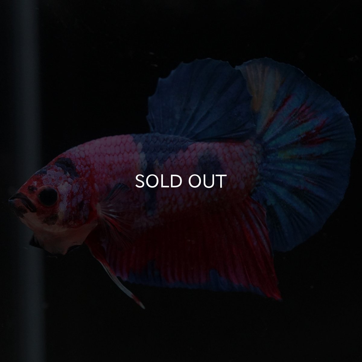 画像5: HMPK　キャンディ (5)