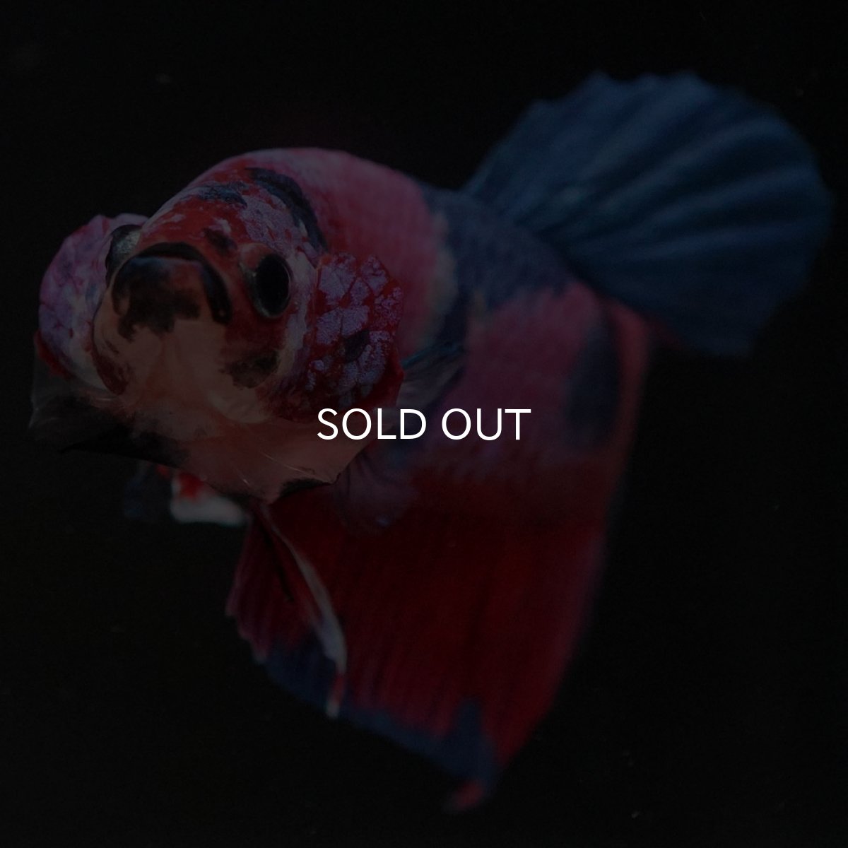 画像3: HMPK　キャンディ (3)