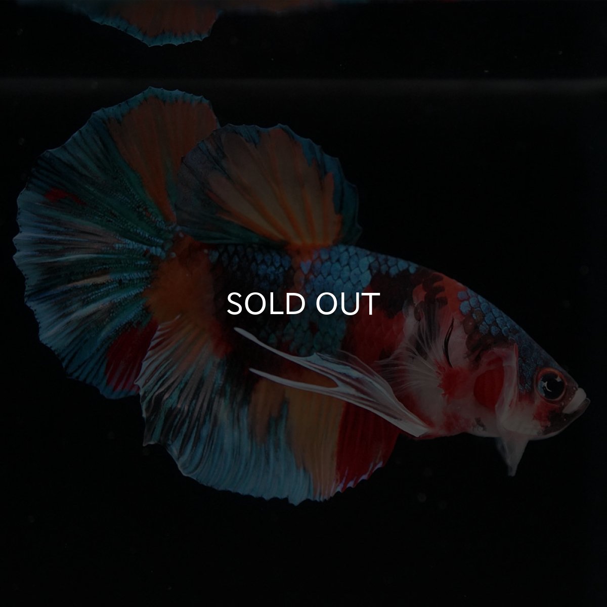 画像7: HMPK キャンディ (7)