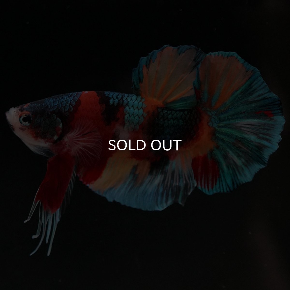 画像6: HMPK キャンディ (6)