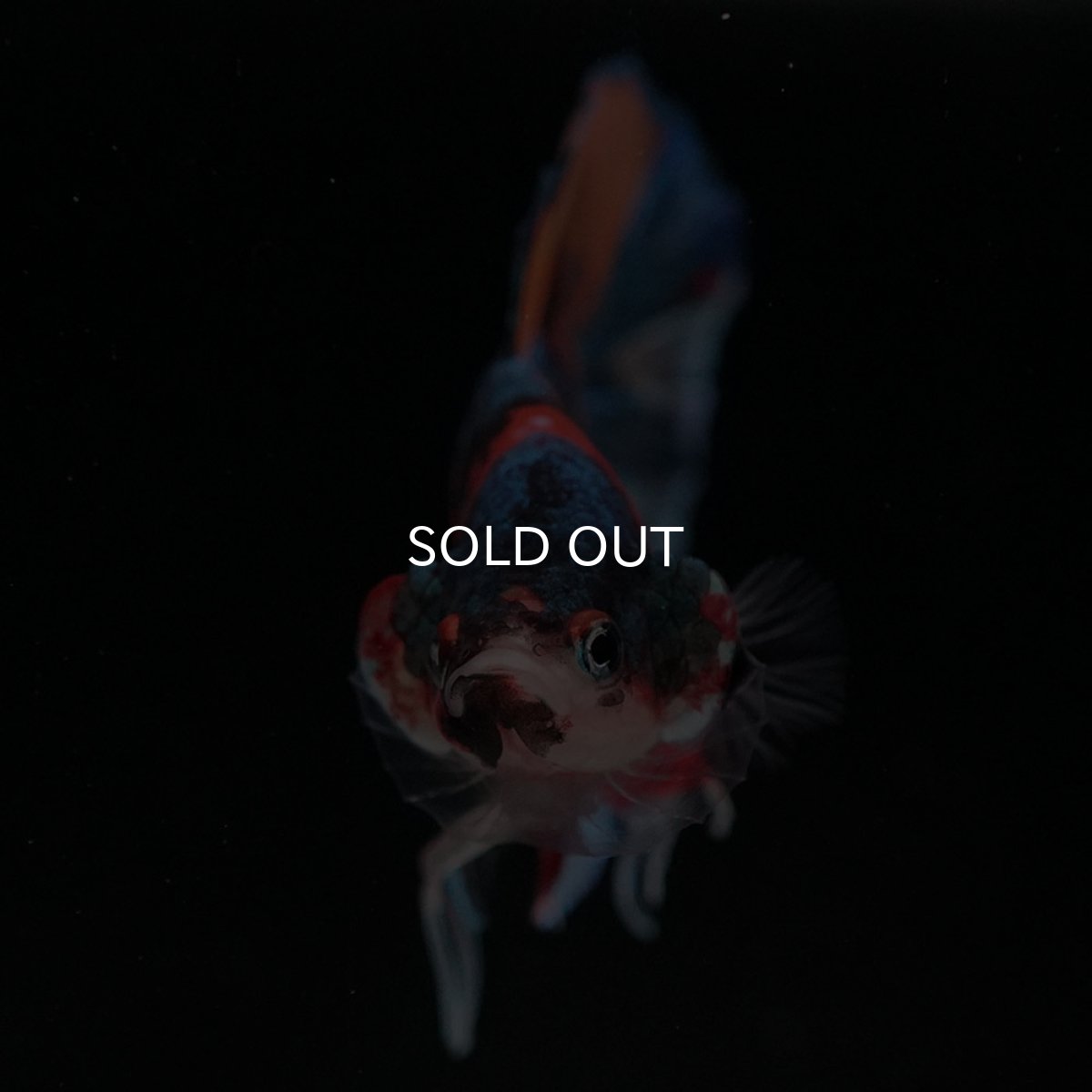 画像3: HMPK キャンディ (3)