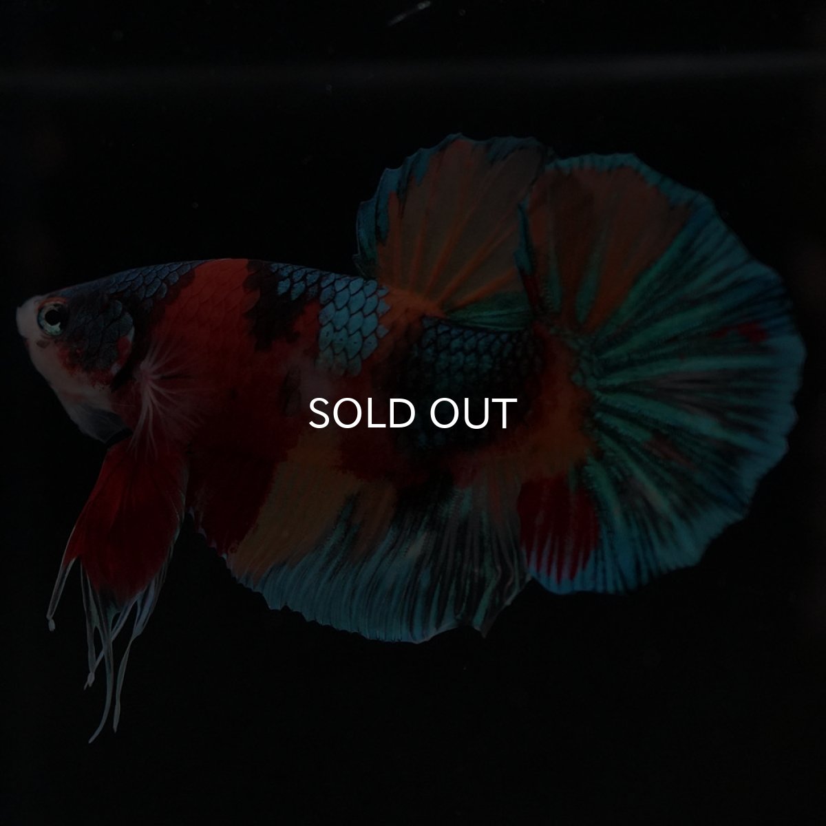 画像2: HMPK キャンディ (2)