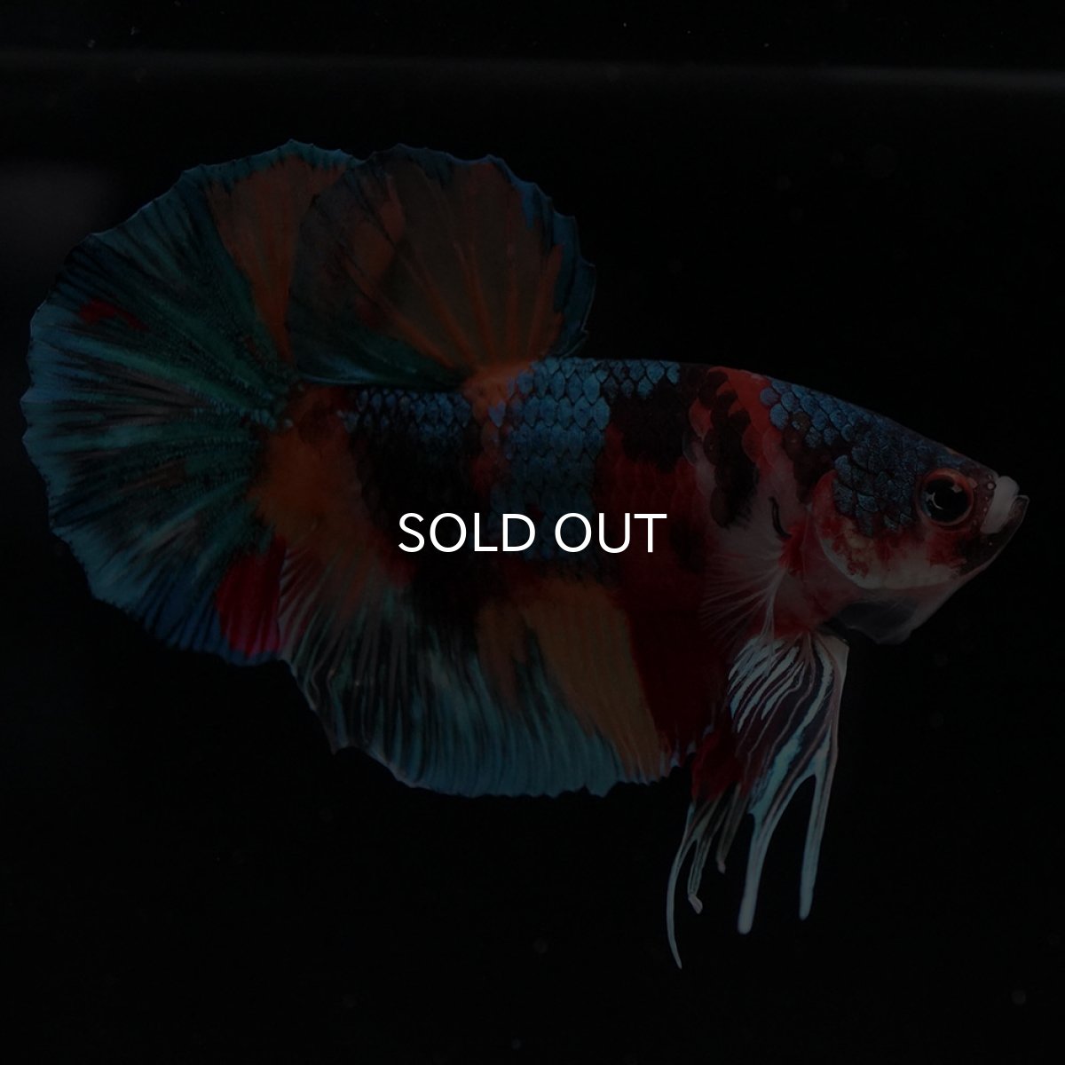 画像5: HMPK キャンディ (5)