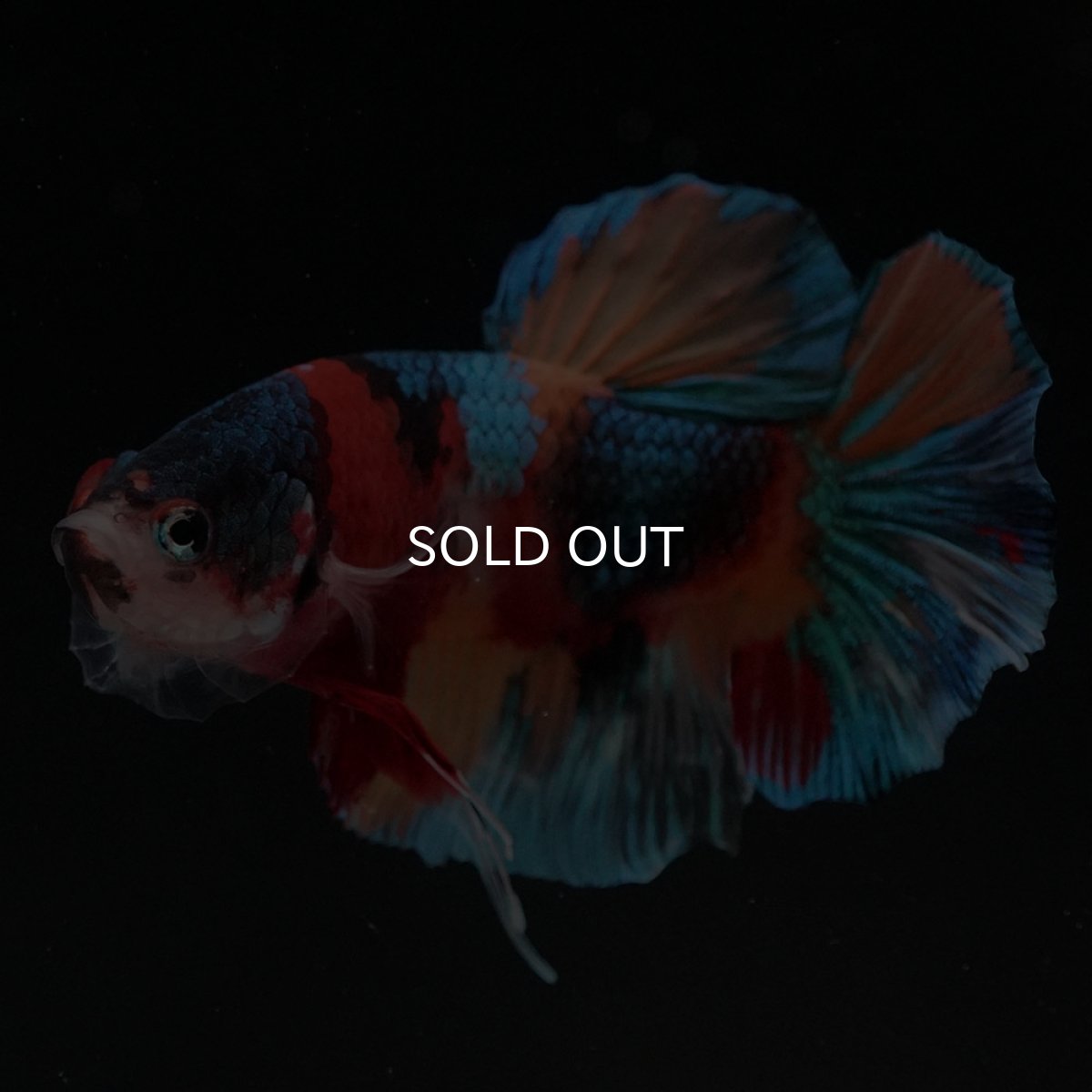 画像4: HMPK キャンディ (4)