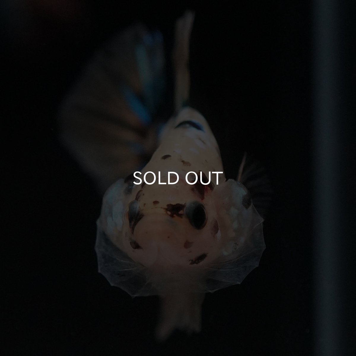 画像3: HMPK イエロータイガー (3)