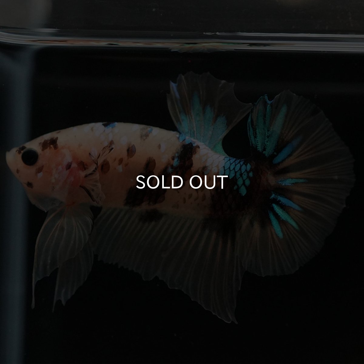 画像5: HMPK イエロータイガー (5)