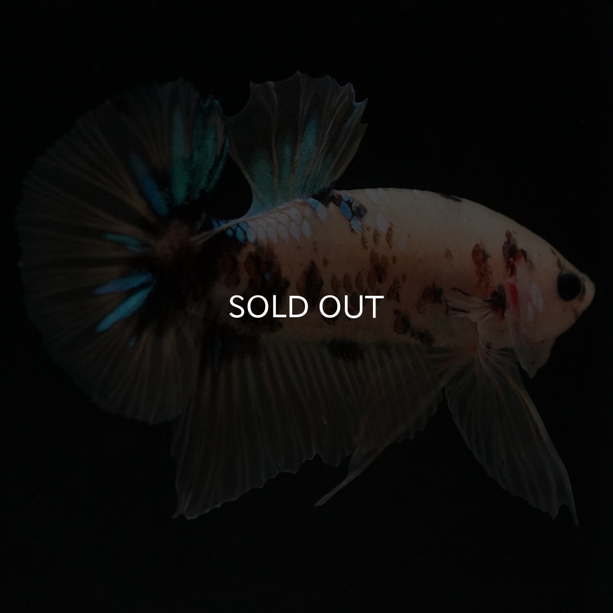 画像4: HMPK イエロータイガー (4)