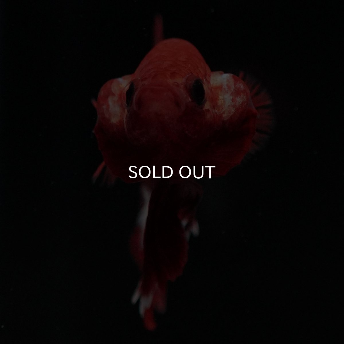 画像8: HMPK ヘルボーイ (8)