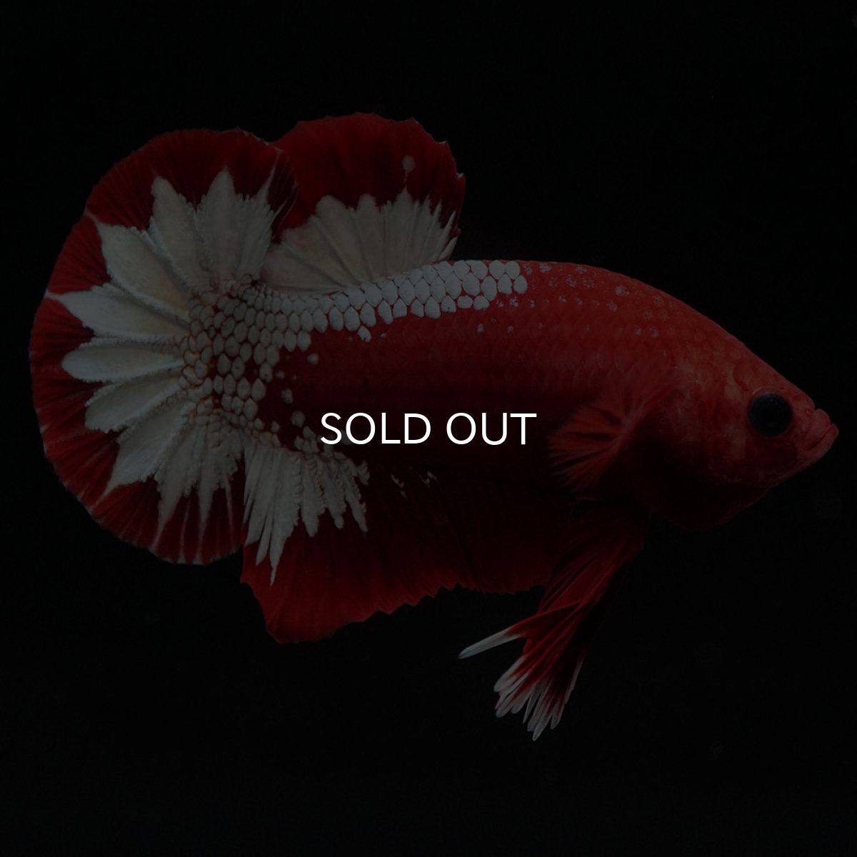 画像5: HMPK ヘルボーイ (5)