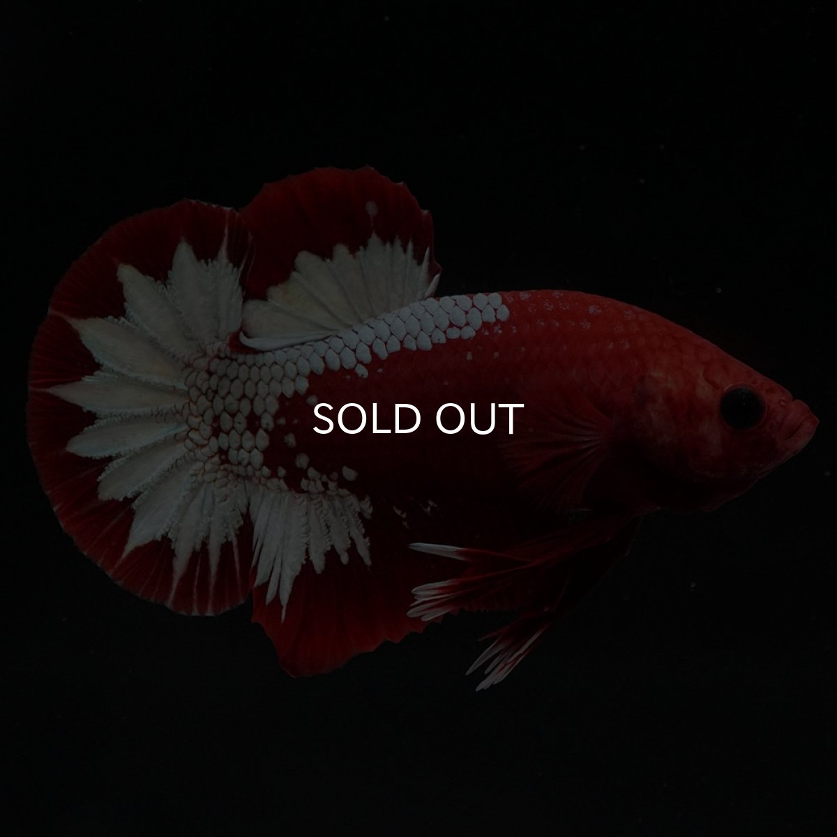 画像9: HMPK ヘルボーイ (9)