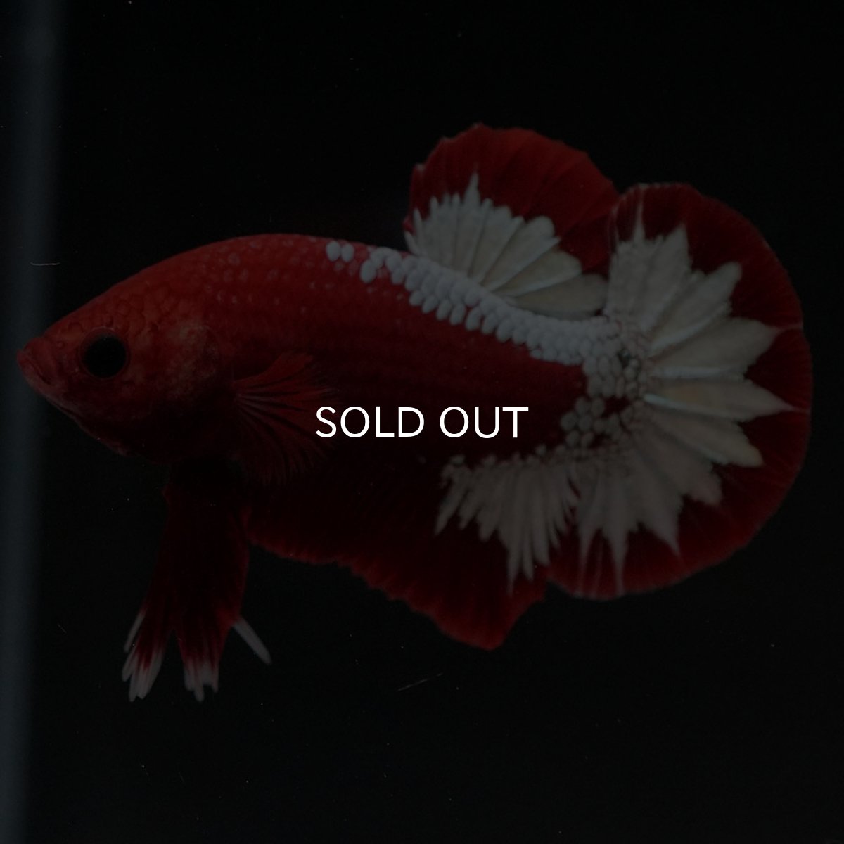 画像2: HMPK ヘルボーイ (2)