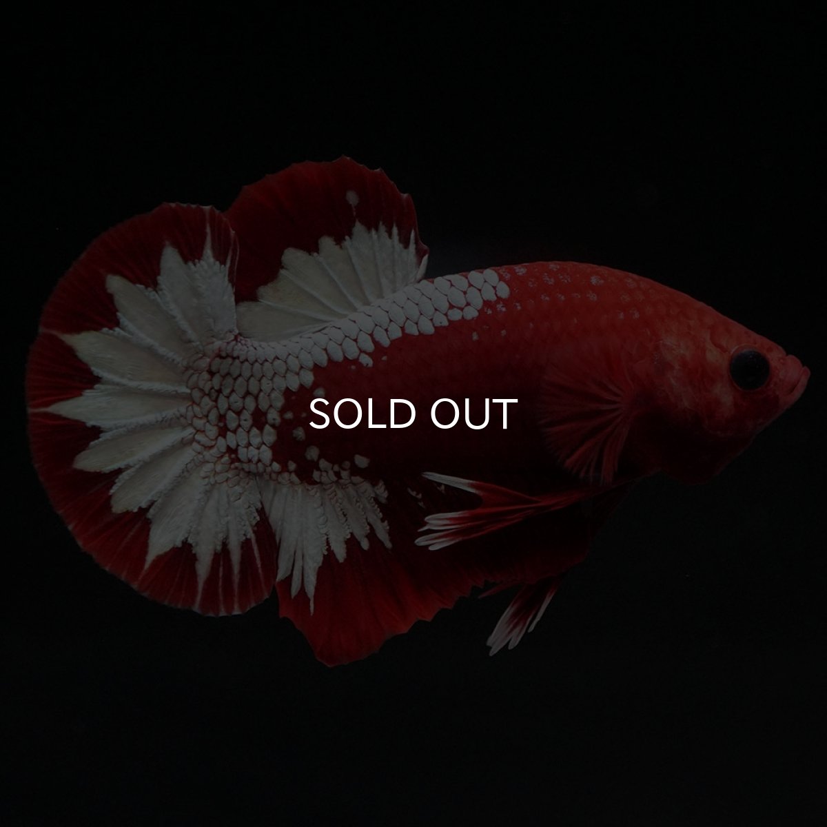 画像7: HMPK ヘルボーイ (7)